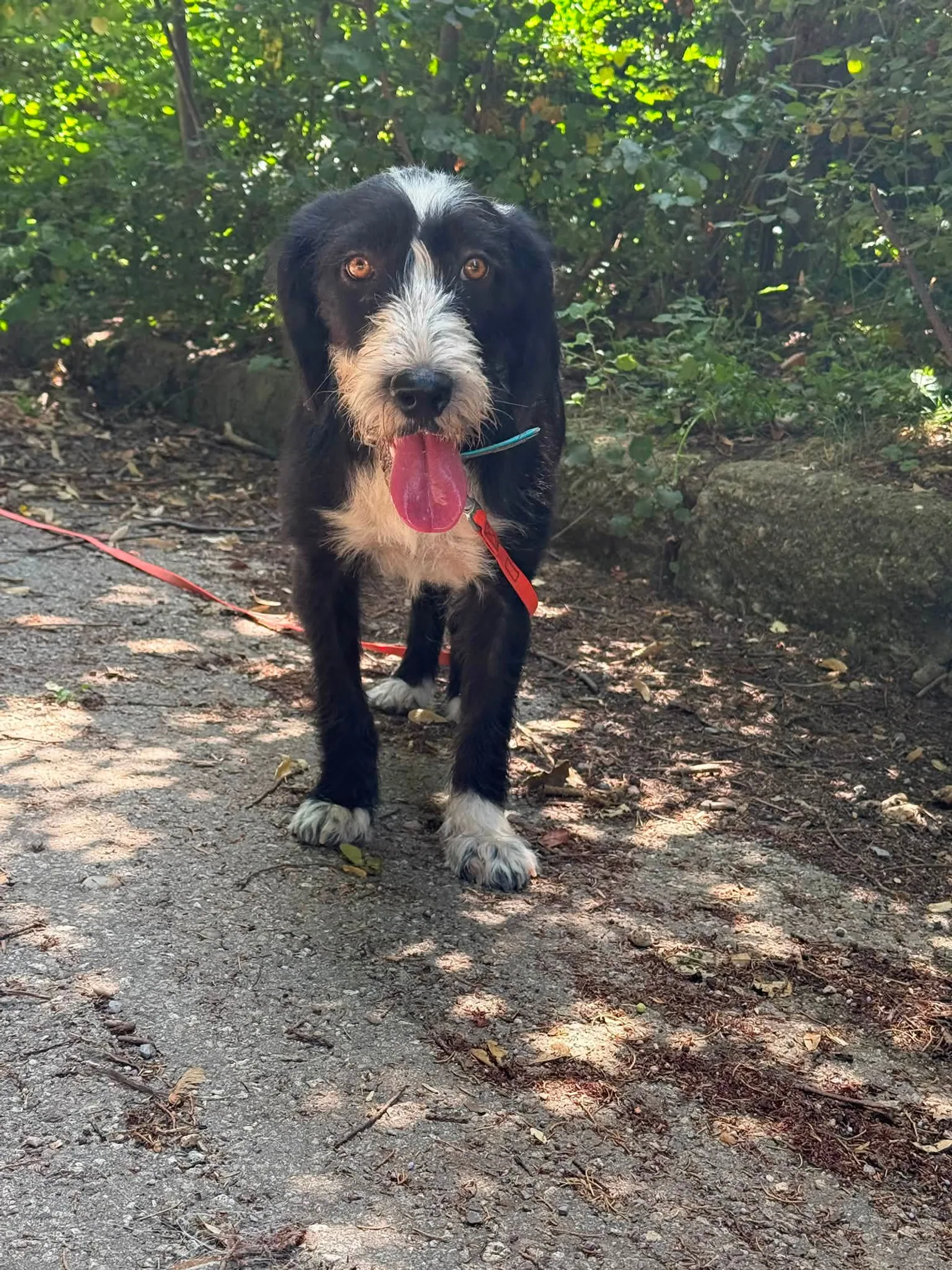 Lady, Hund, sucht ein Zuhause