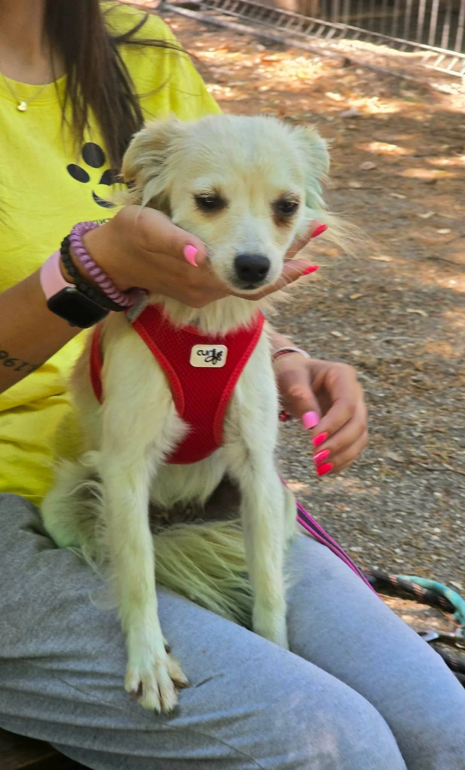 Jane, Hund, sucht ein Zuhause