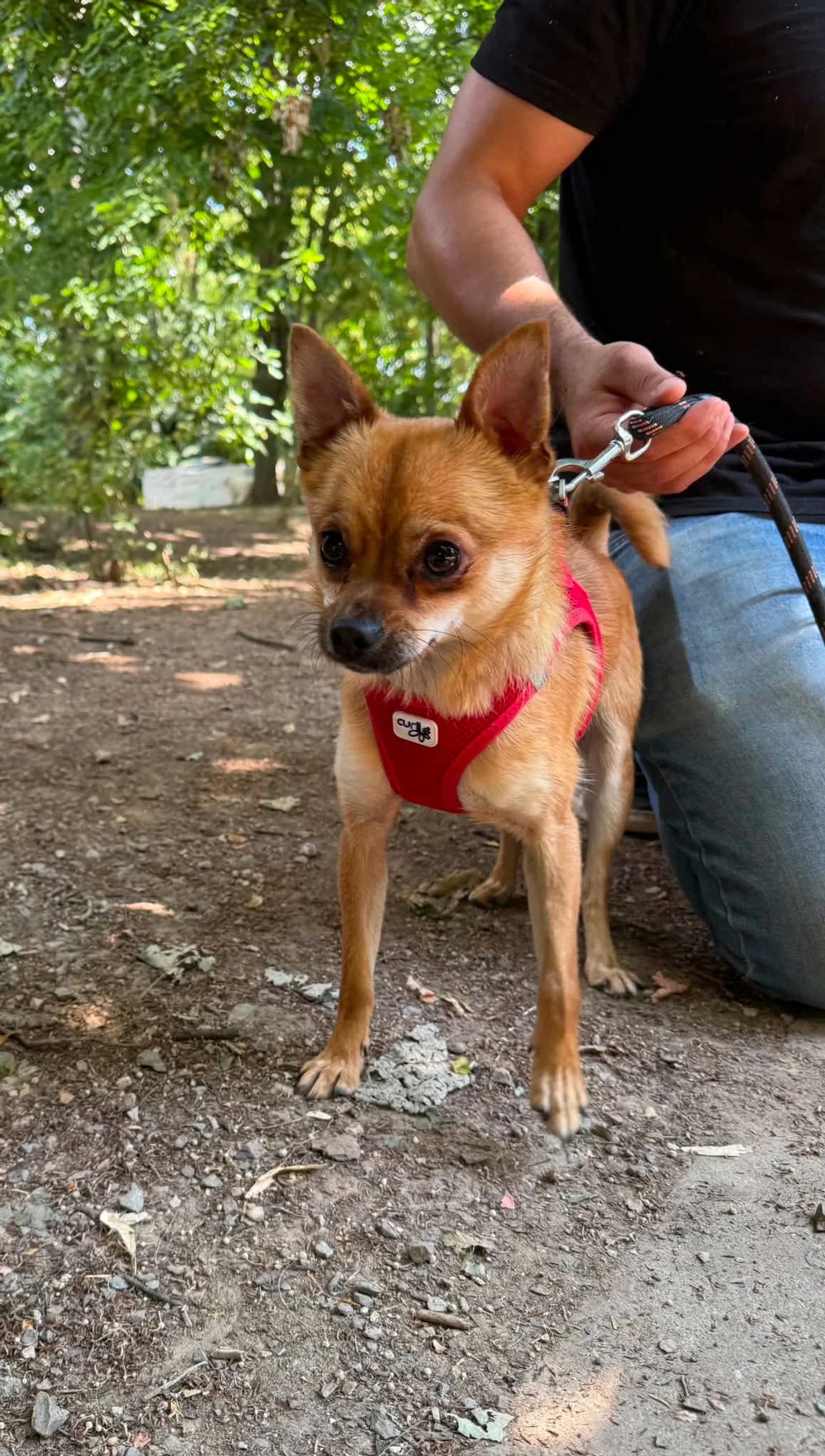 Pino, Hund, sucht ein Zuhause