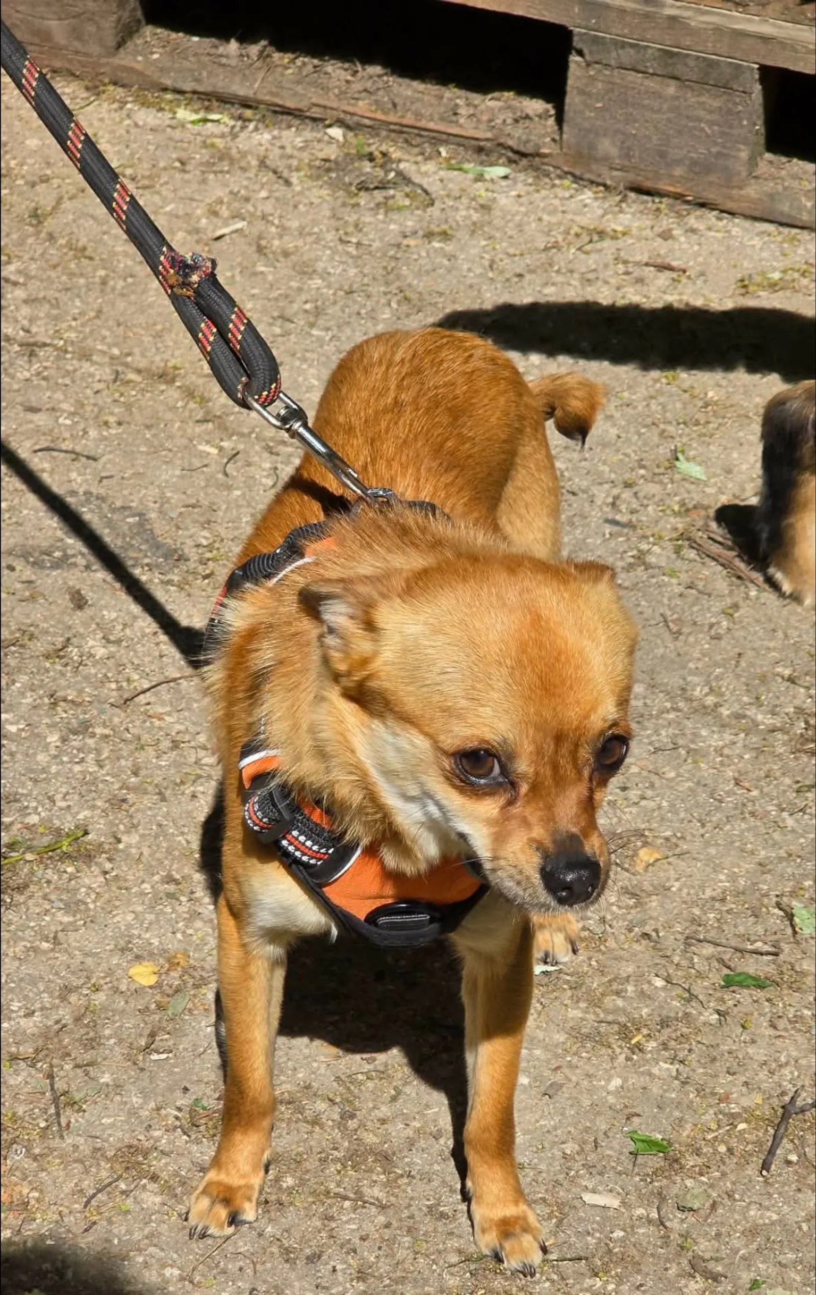 Pino, Bild 13