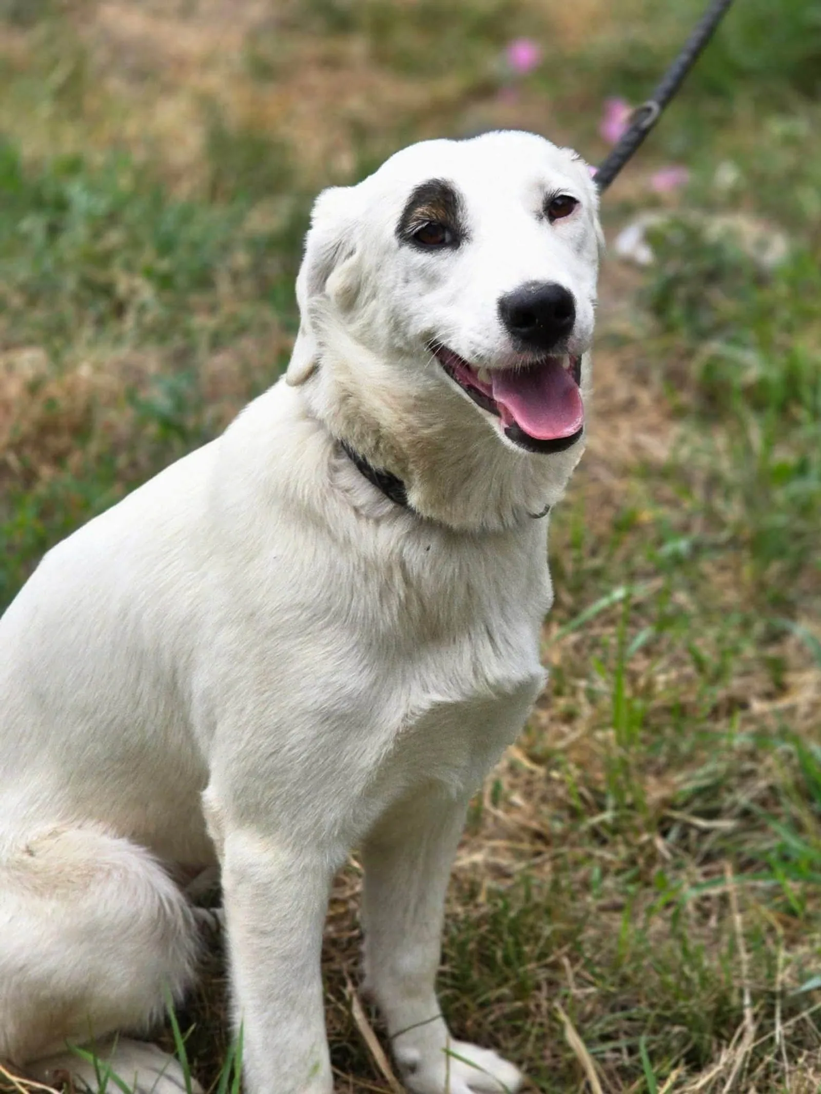 Pola, Hund, sucht ein Zuhause