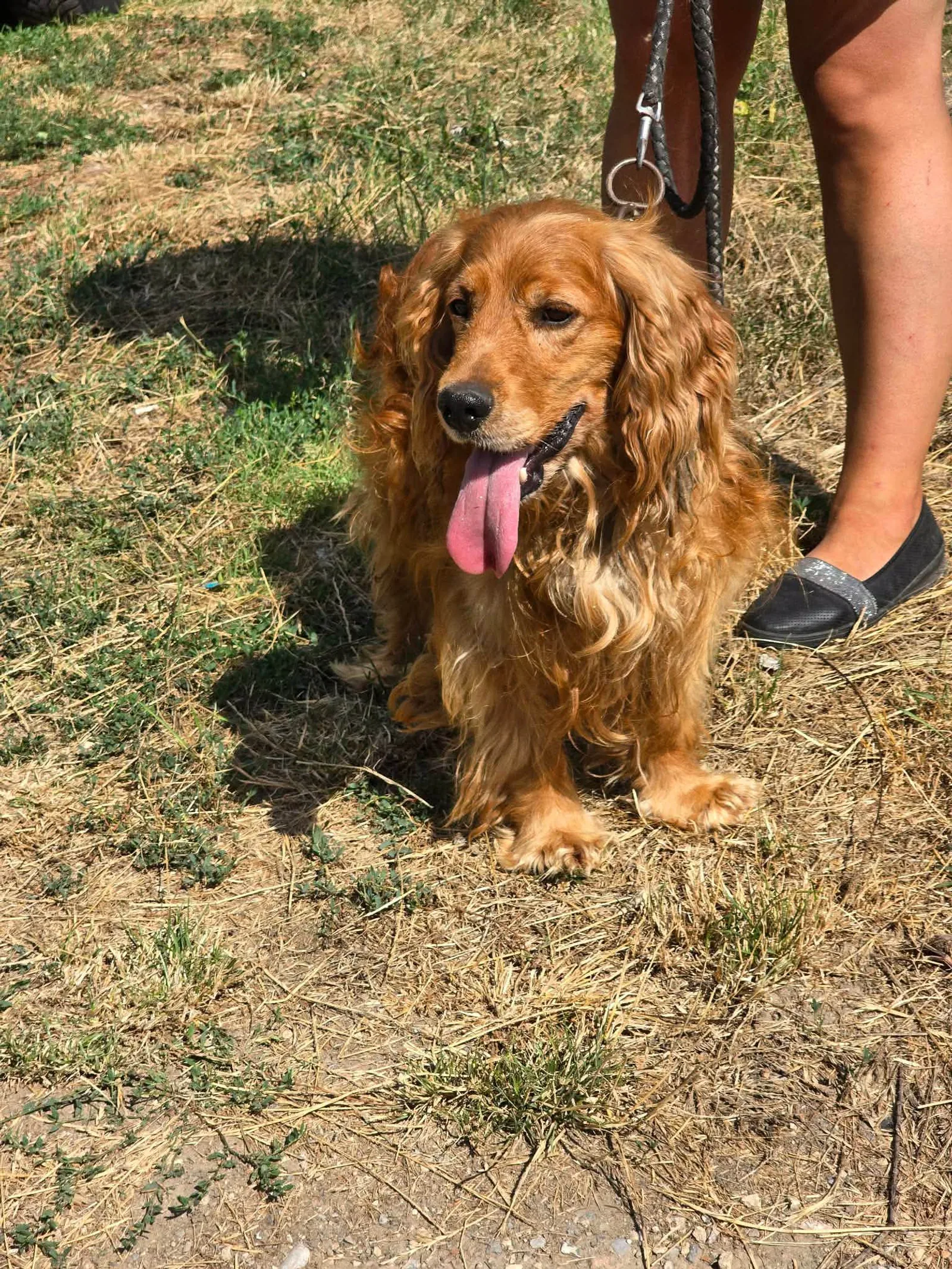 Tom, Hund, sucht ein Zuhause