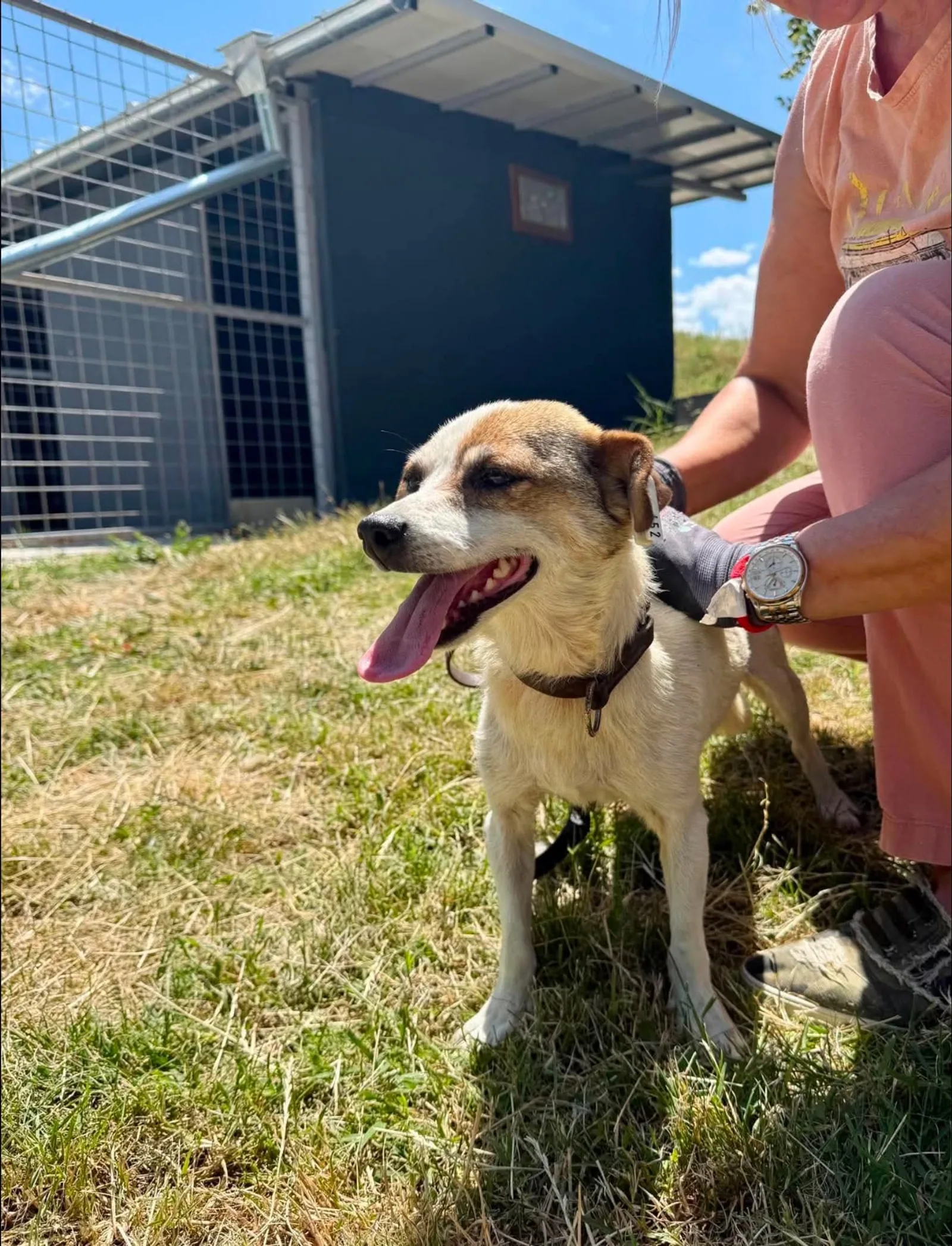 Cookie, Hund, sucht ein Zuhause
