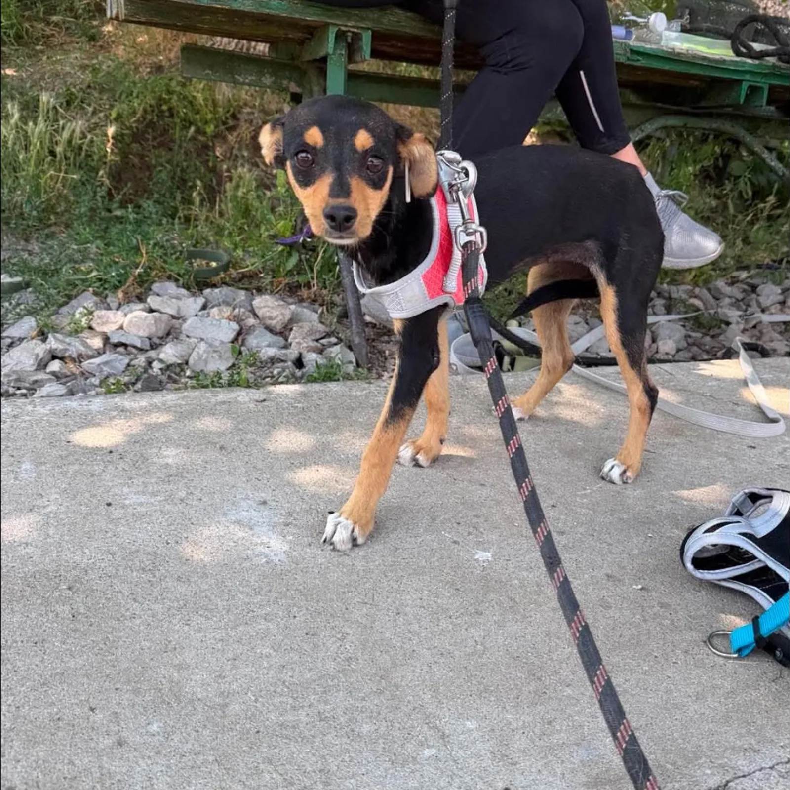 Cleo, Hund, sucht ein Zuhause