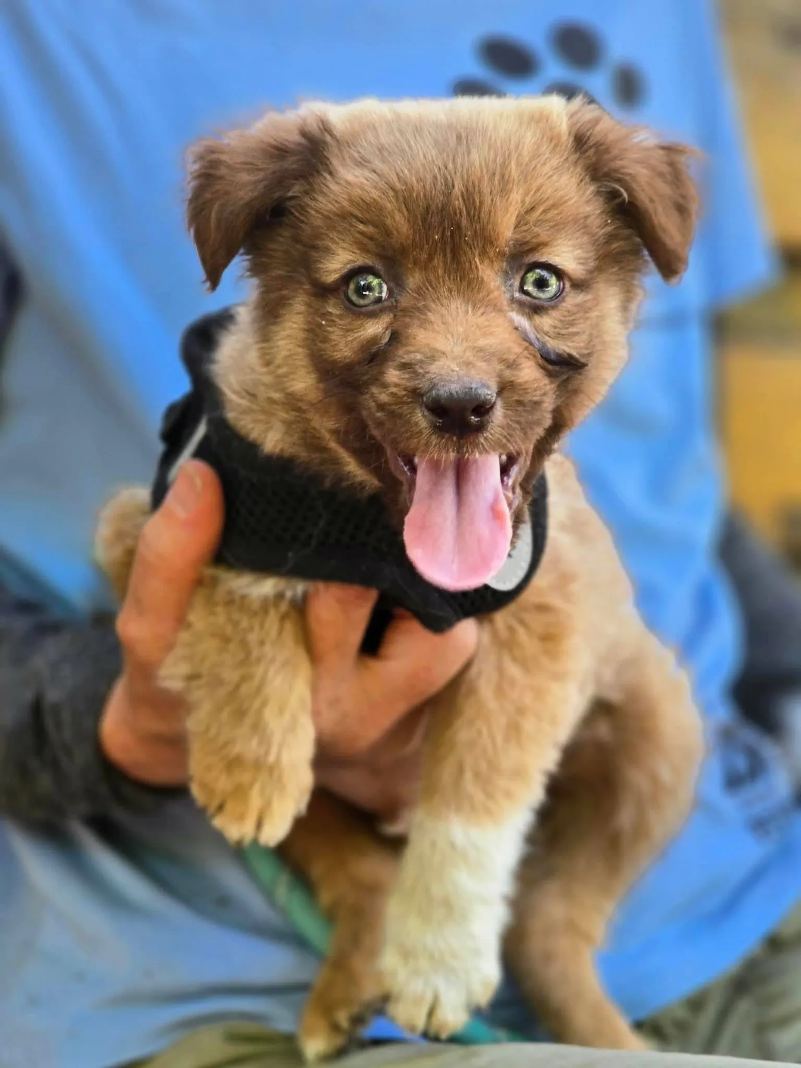 Hänsel, Hund
