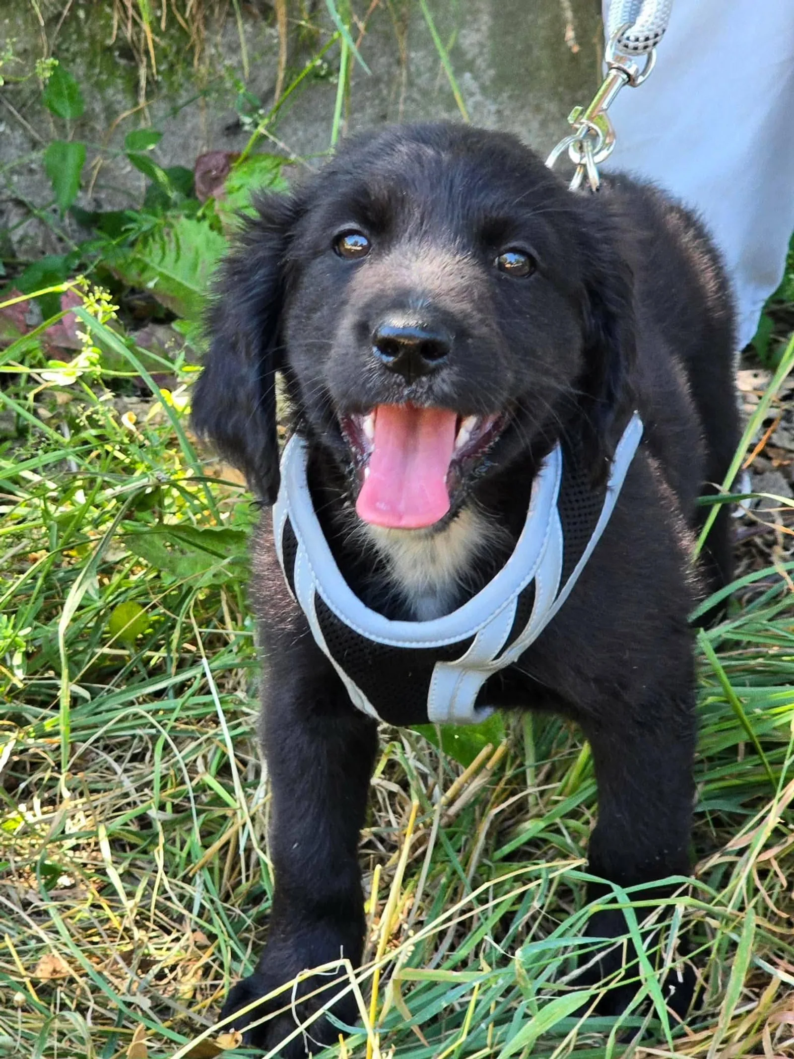 Charlotte, Hund
