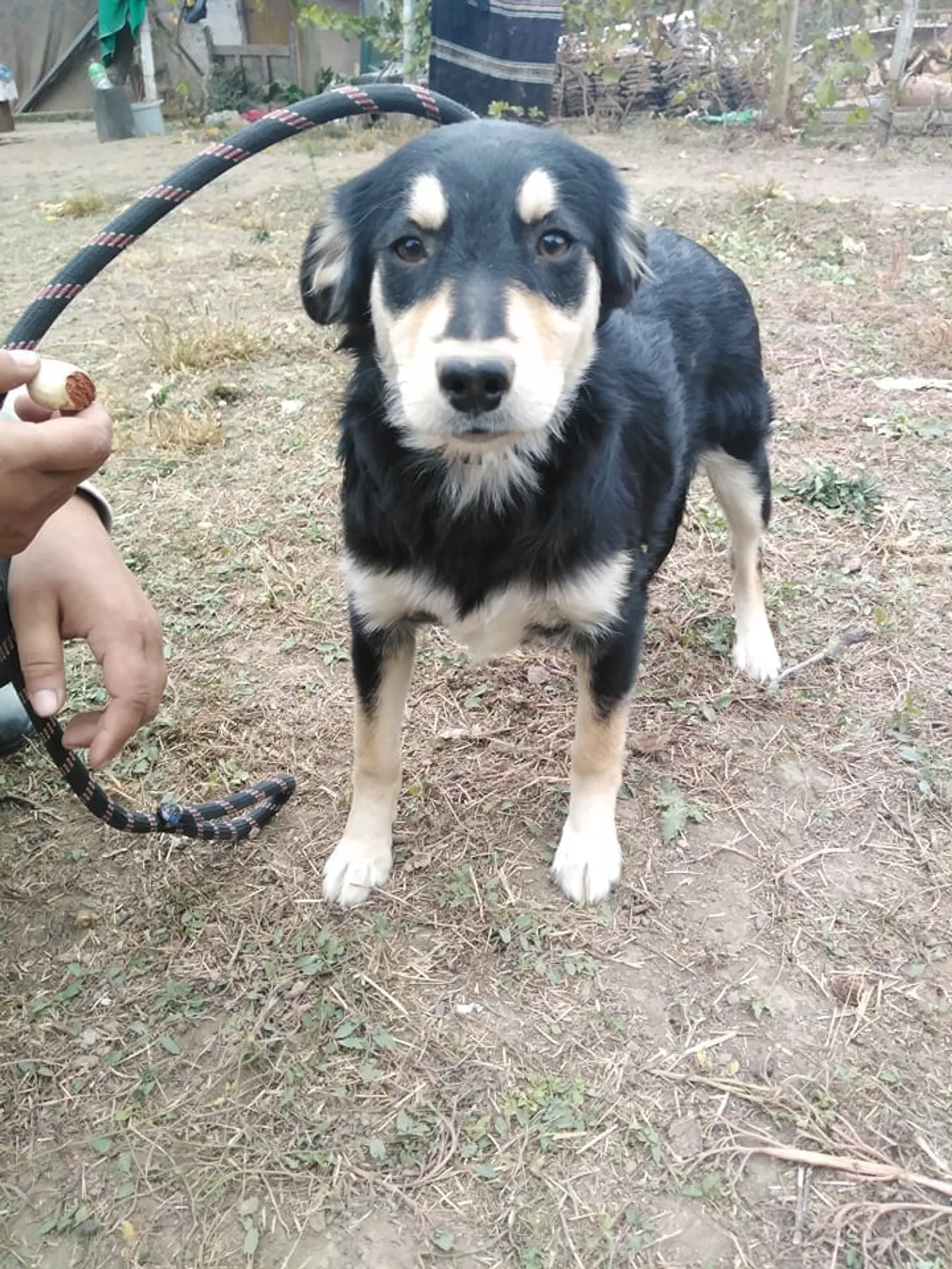 Momo, Hund
