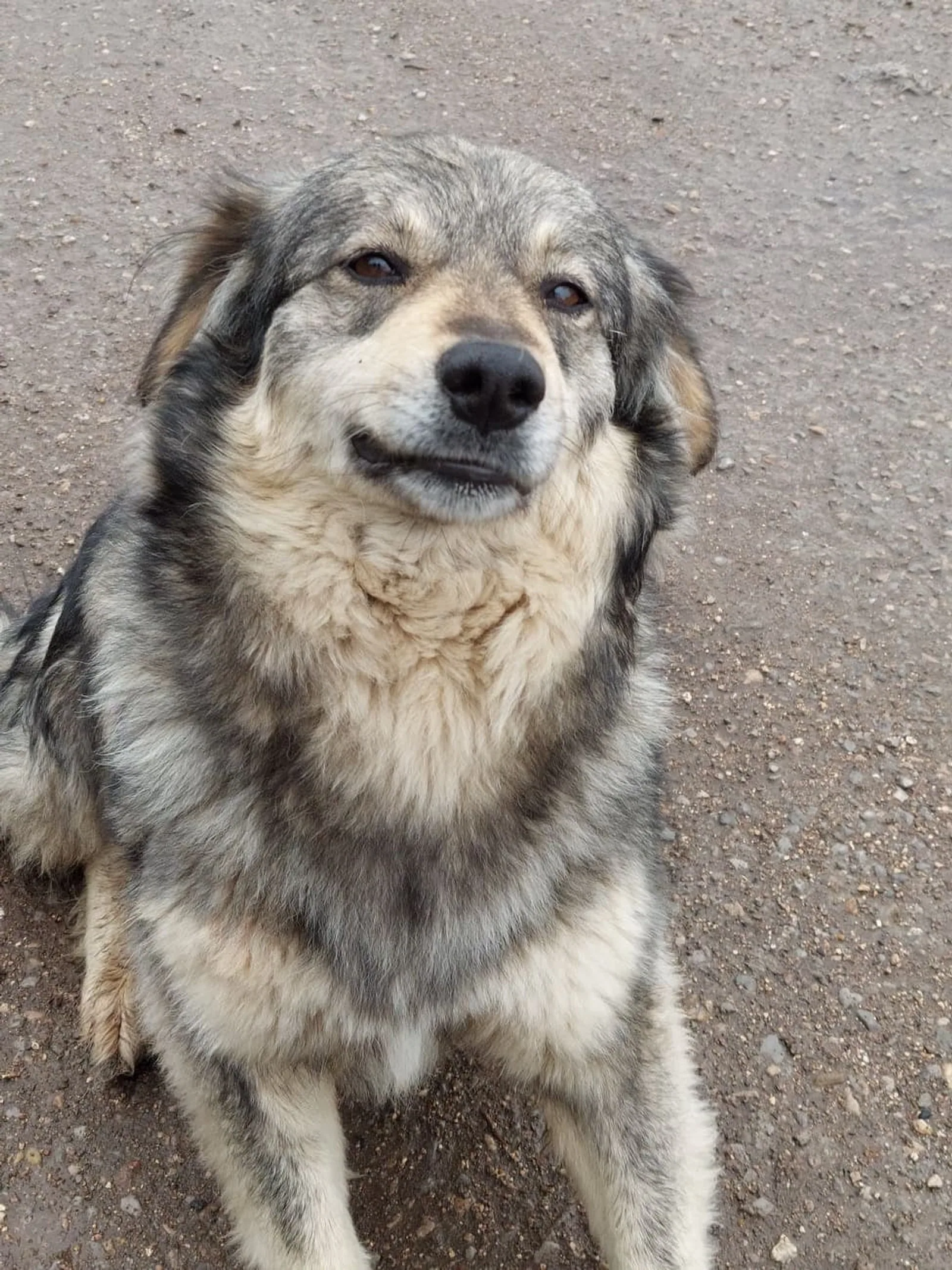 Saya, Hund