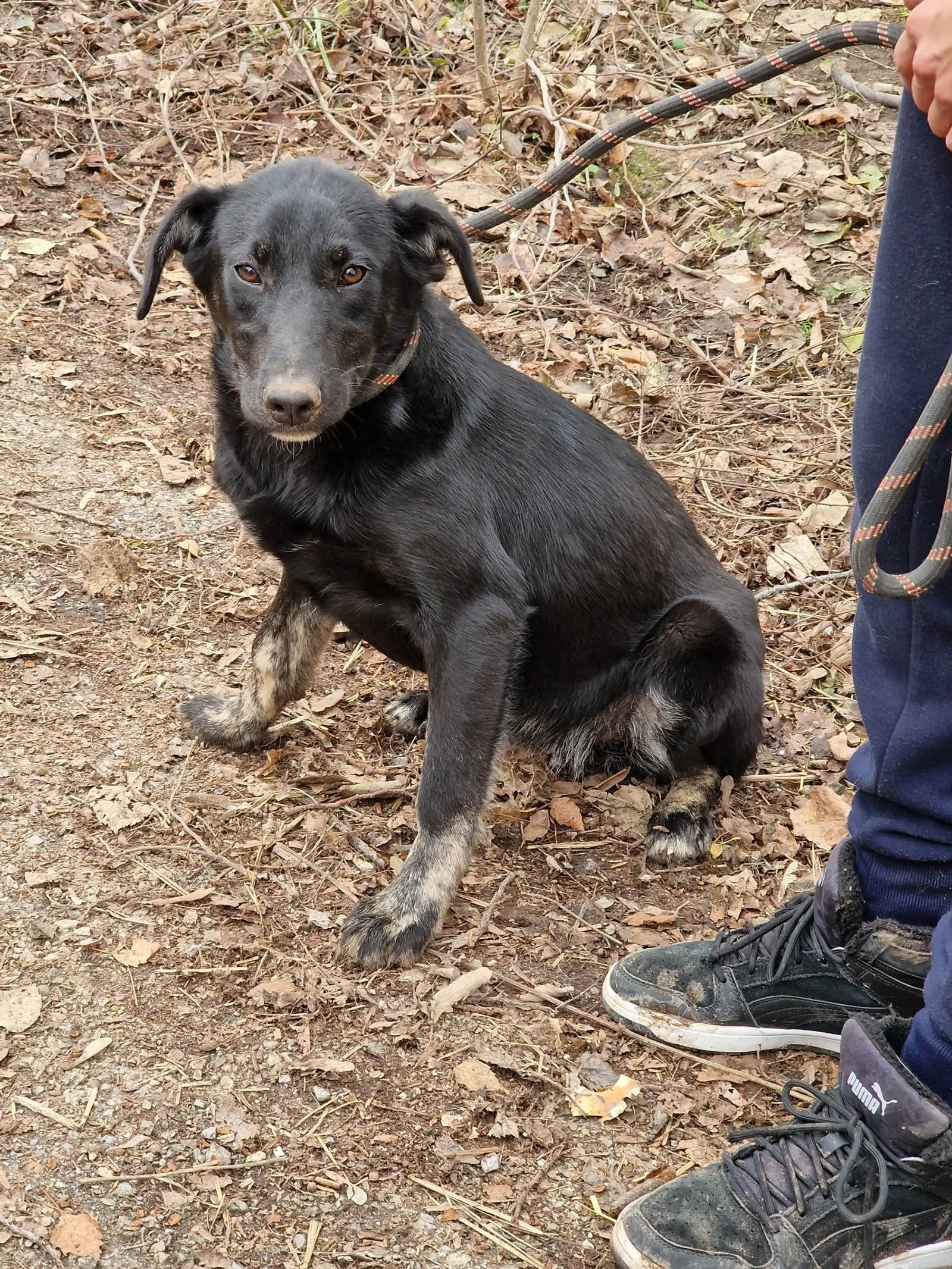 Dima, Hund