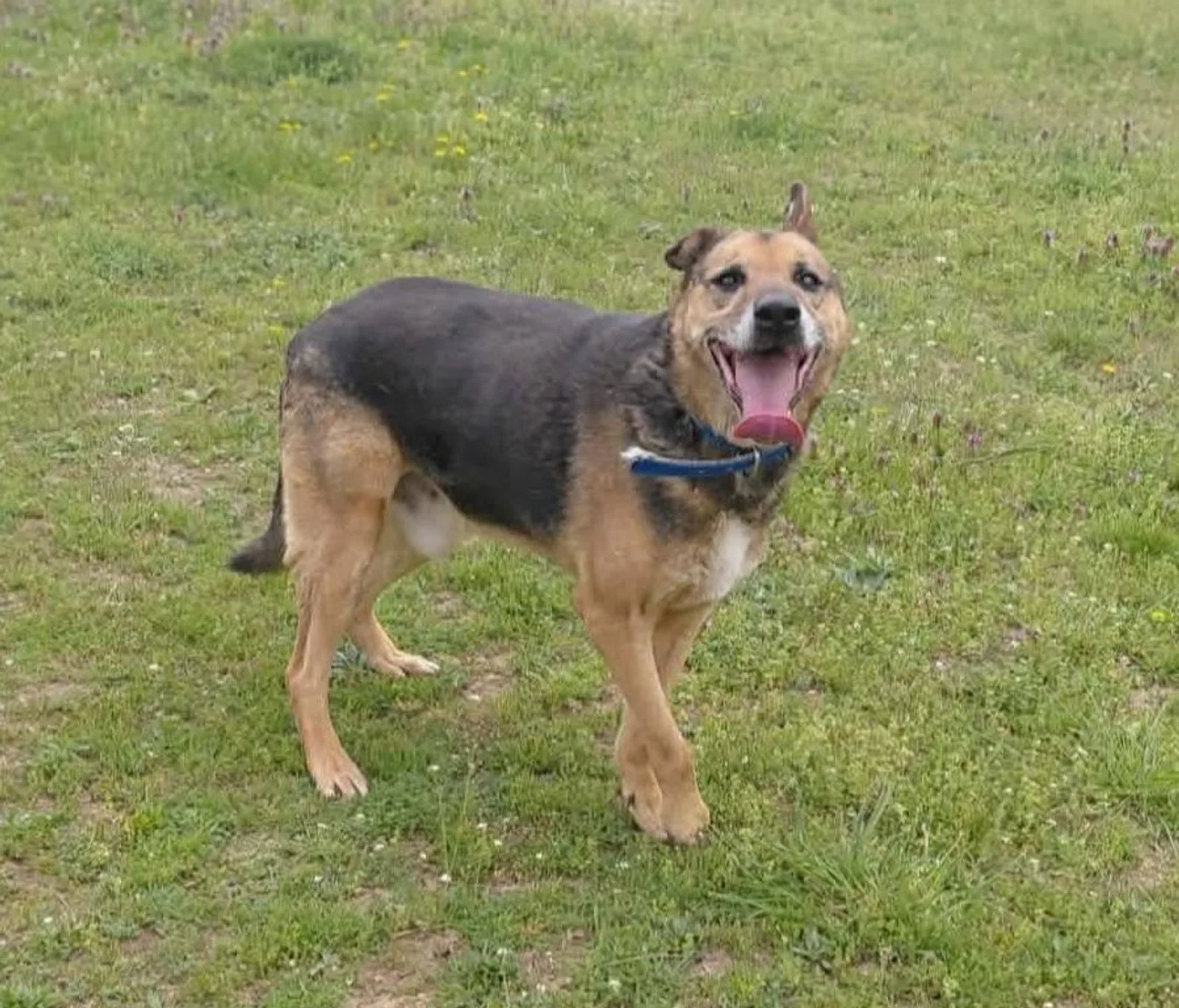 Drake, Hund