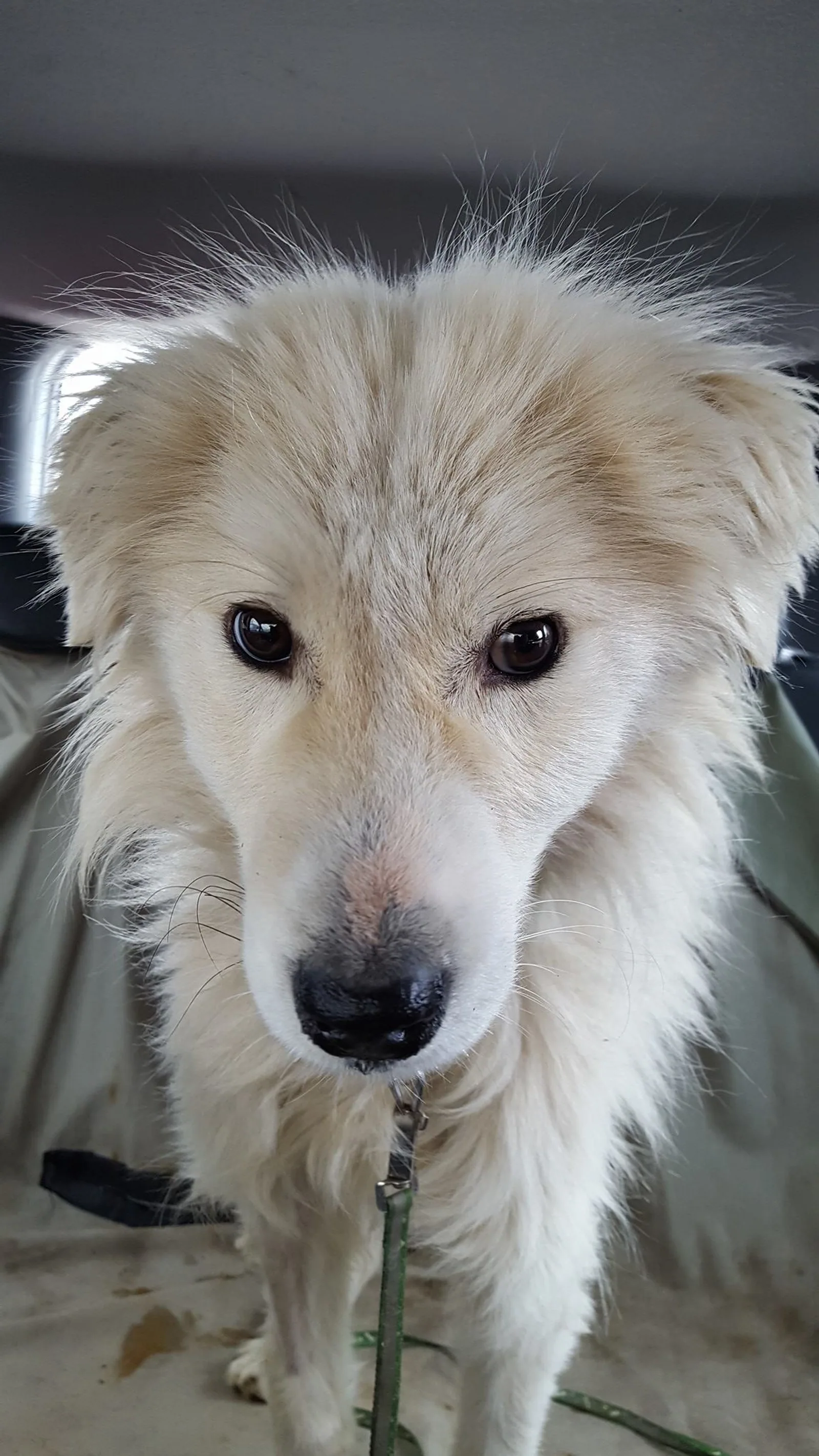 Ginger, Hund