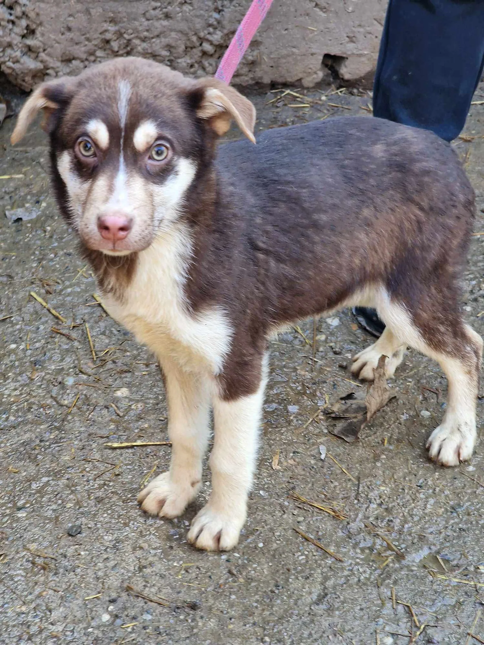 Noah, Hund