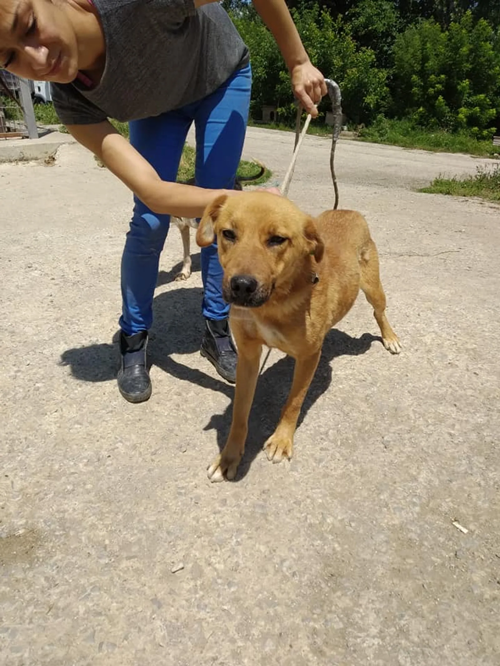 Korine, Hund