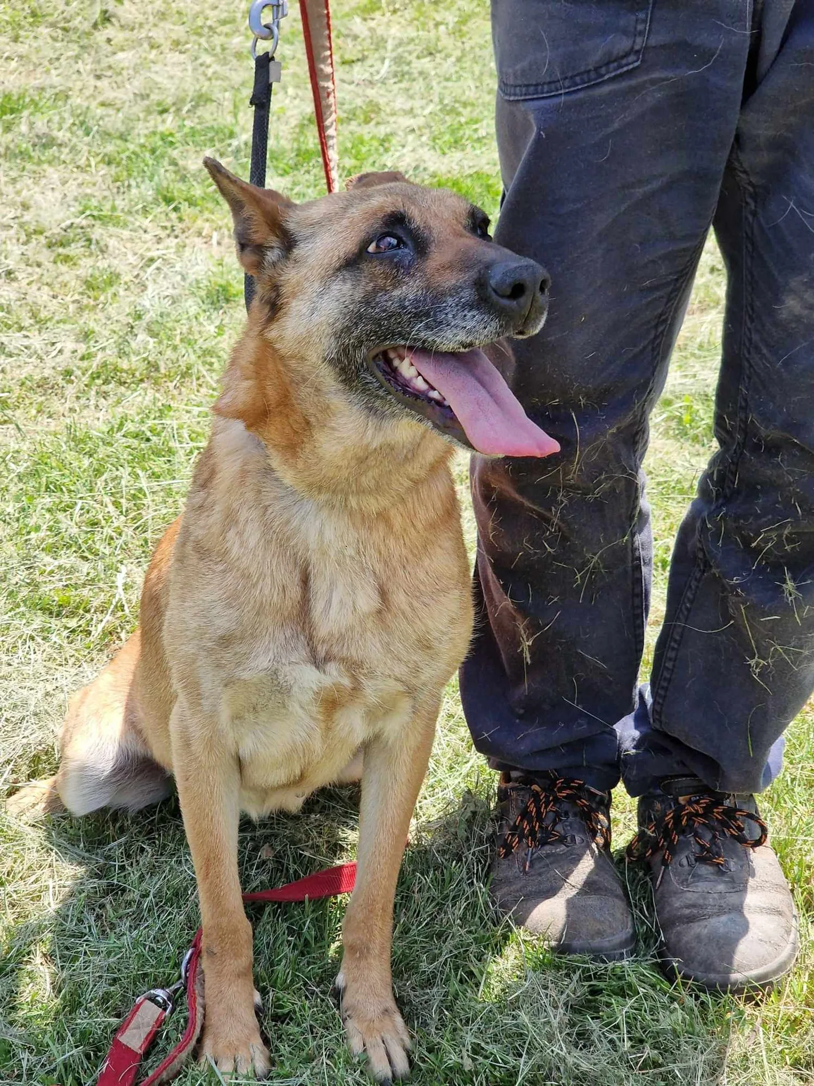 Ruby alias "16", Hund