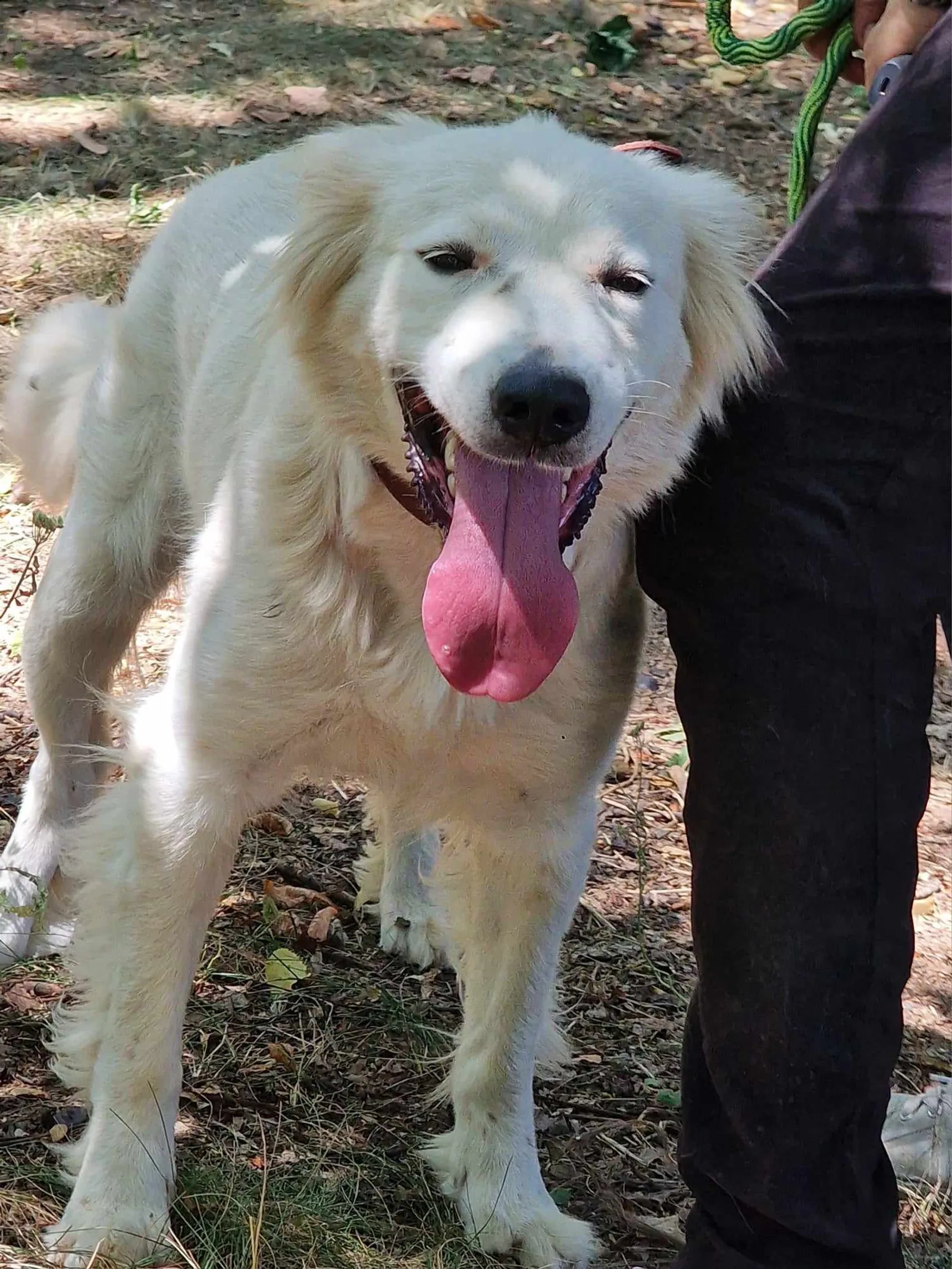 Snejanka, Hund
