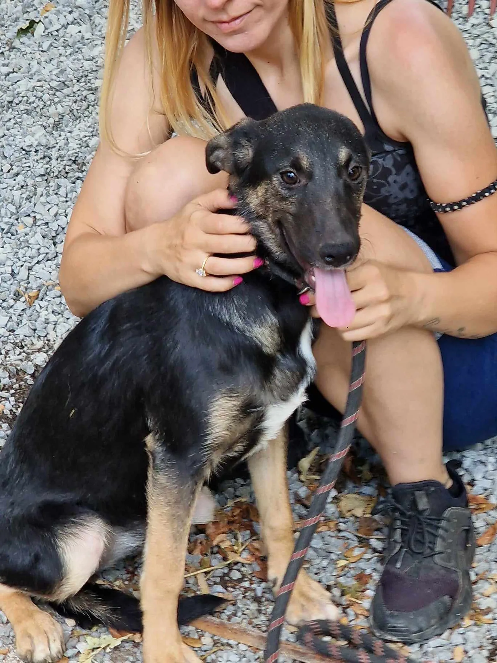 Kira, Hund
