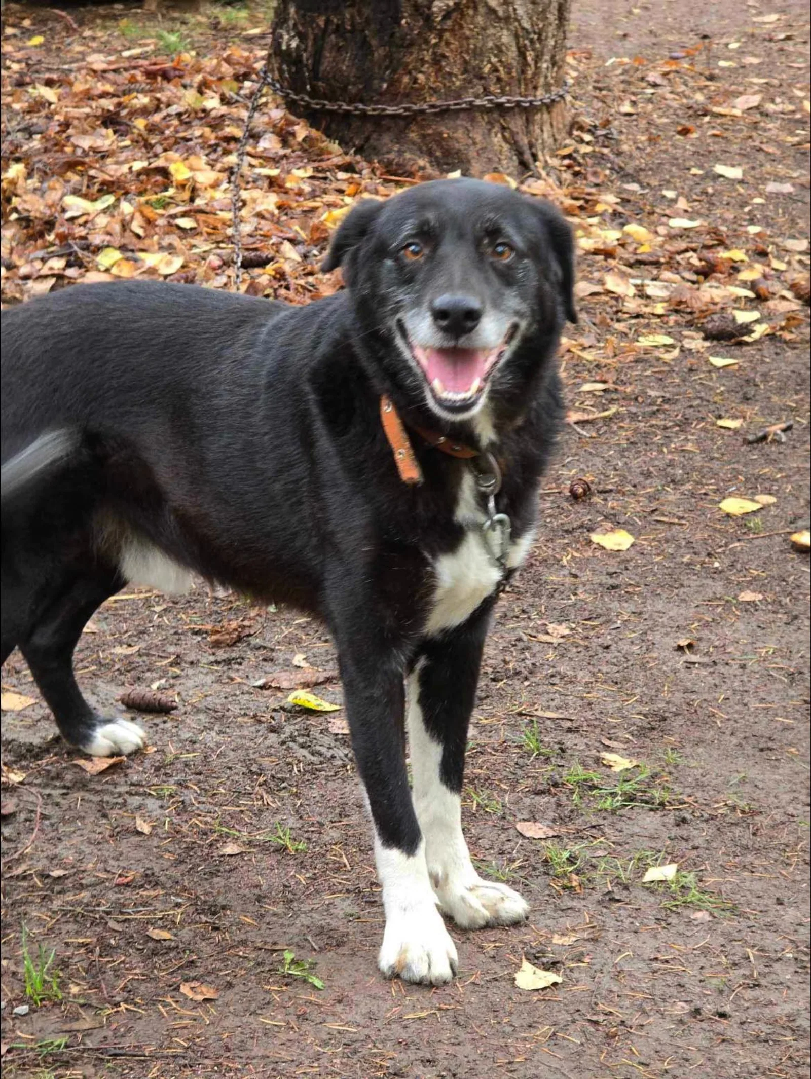Sammy, Hund
