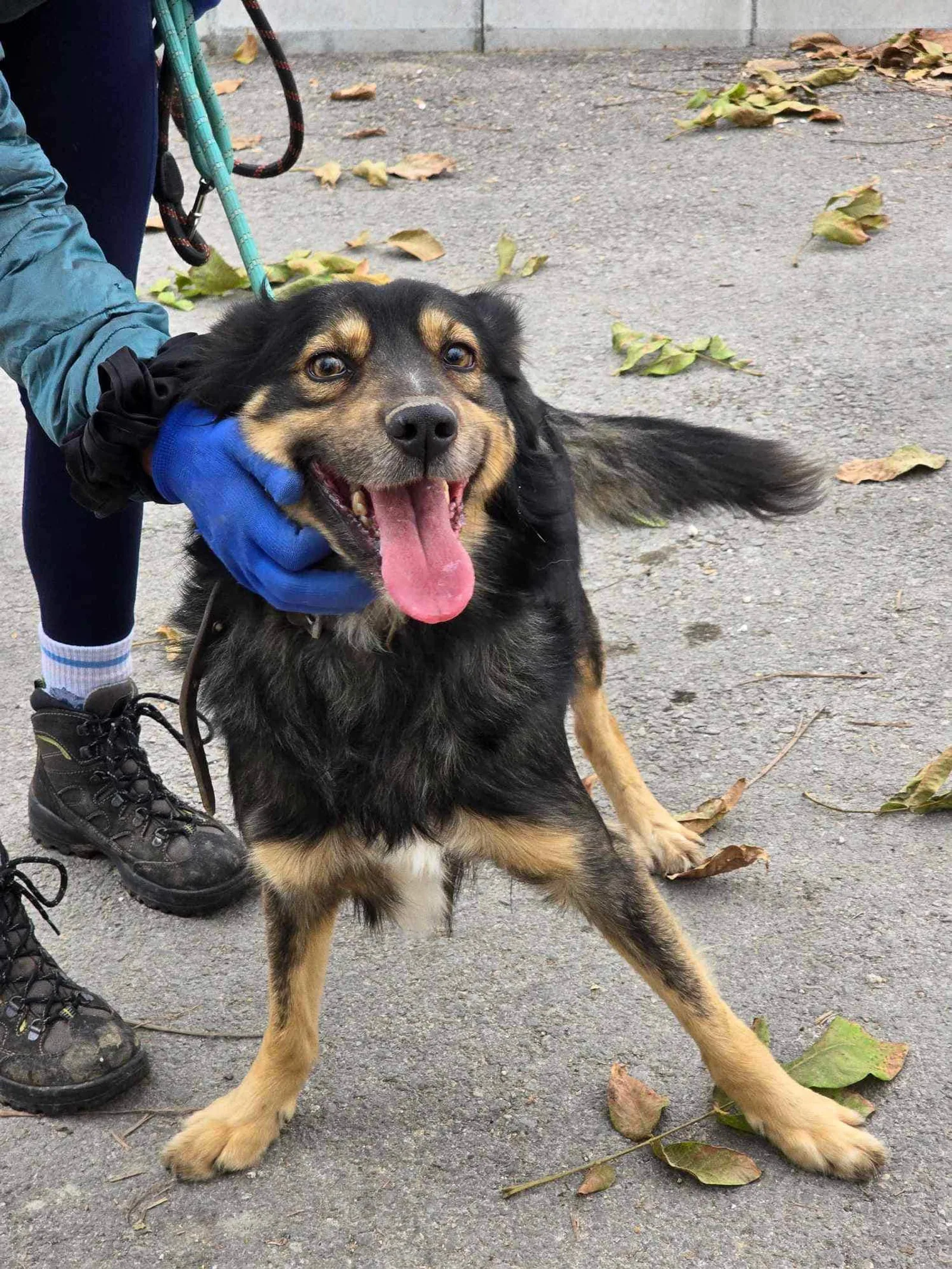 Tchibo, Hund